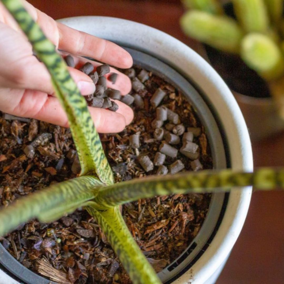 Scattering We The Wild Support slow release pellets across the surface of a potted plant