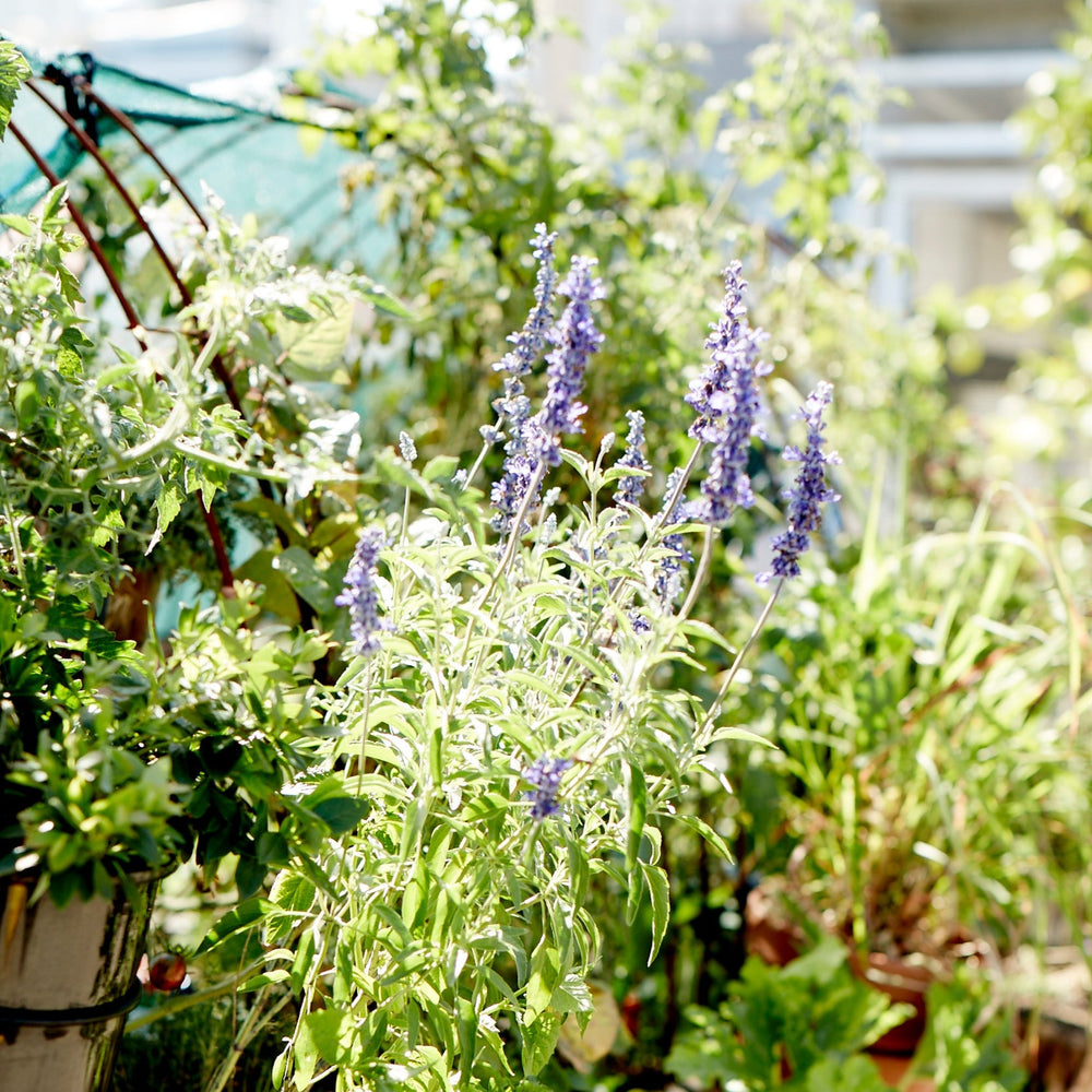 The Little Veggie Co - Hyssop Anise Heirloom - Seeds