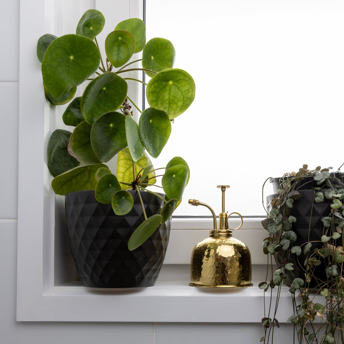 Plant Runner - Brass Heirloom - Mister