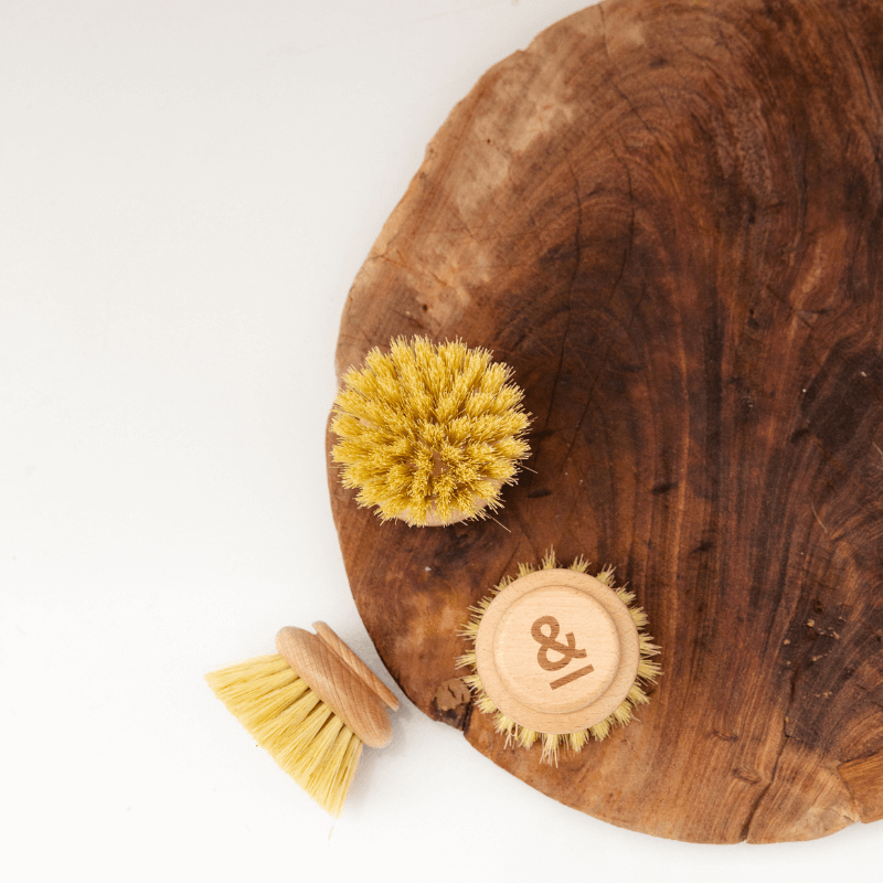 Seed & Sprout - Head Replacement - Dish Brush
