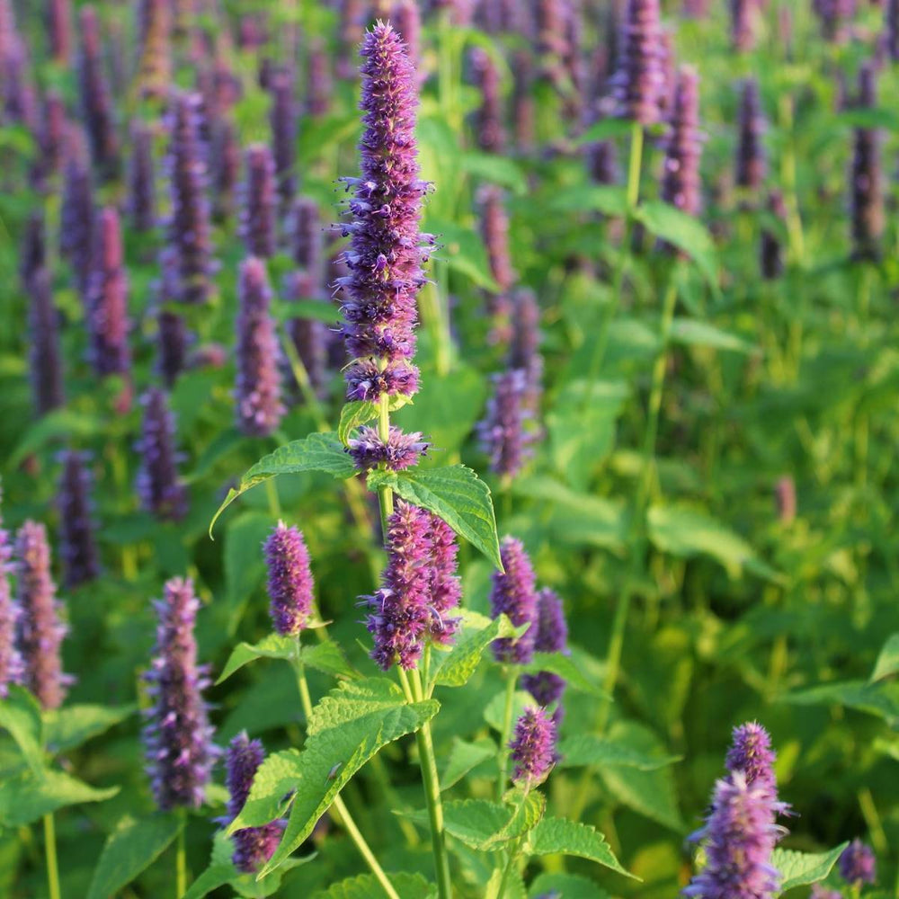 The Little Veggie Co - Hyssop Anise Heirloom - Seeds