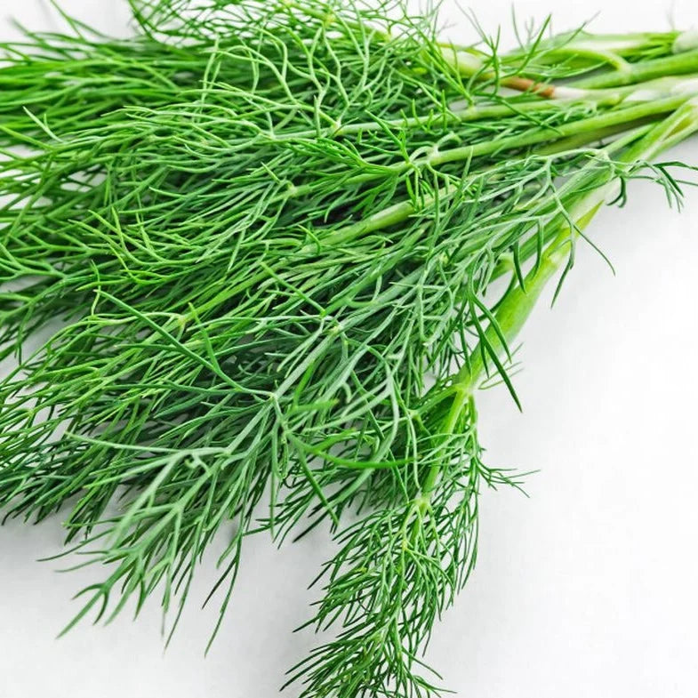 The Little Veggie Patch Co - Organic Dill Bouquet - Seeds