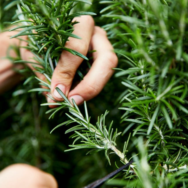 The Little Veggie Co - Rosemary Rosy Heirloom - Seeds