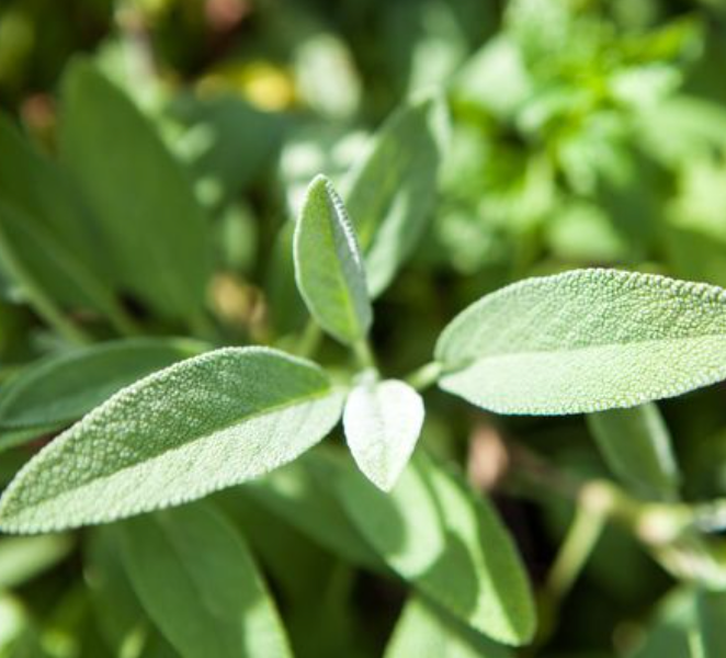The Little Veggie Co - Sage Common Heirloom - Seeds