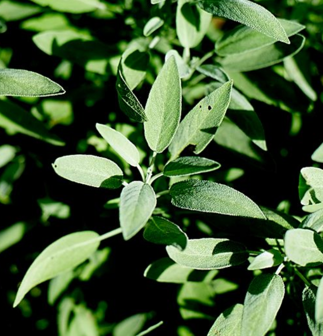 The Little Veggie Co - Patch Sage Common Heirloom - Seeds