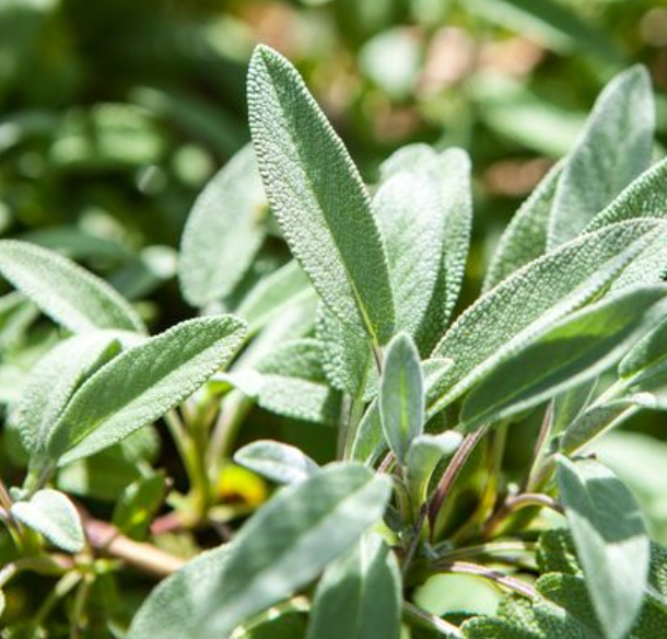 The Little Veggie Co - Sage Common Heirloom - Seeds