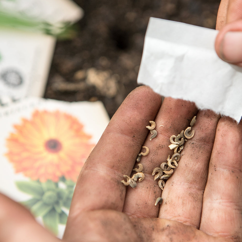 The Little Veggie Patch Co - Calendula Princess Mix Heirloom - Seeds
