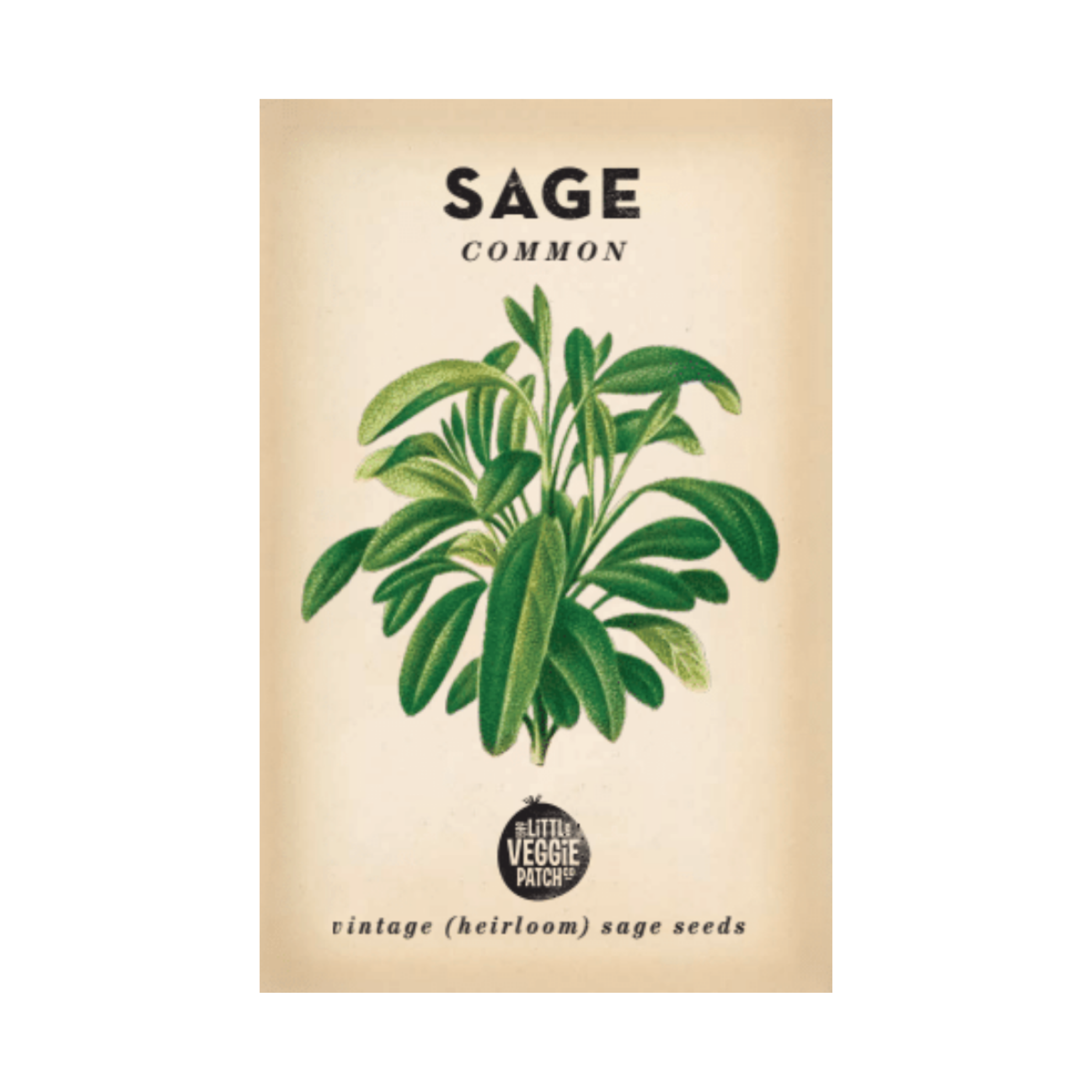 The Little Veggie Co - Patch Sage Common Heirloom - Seeds