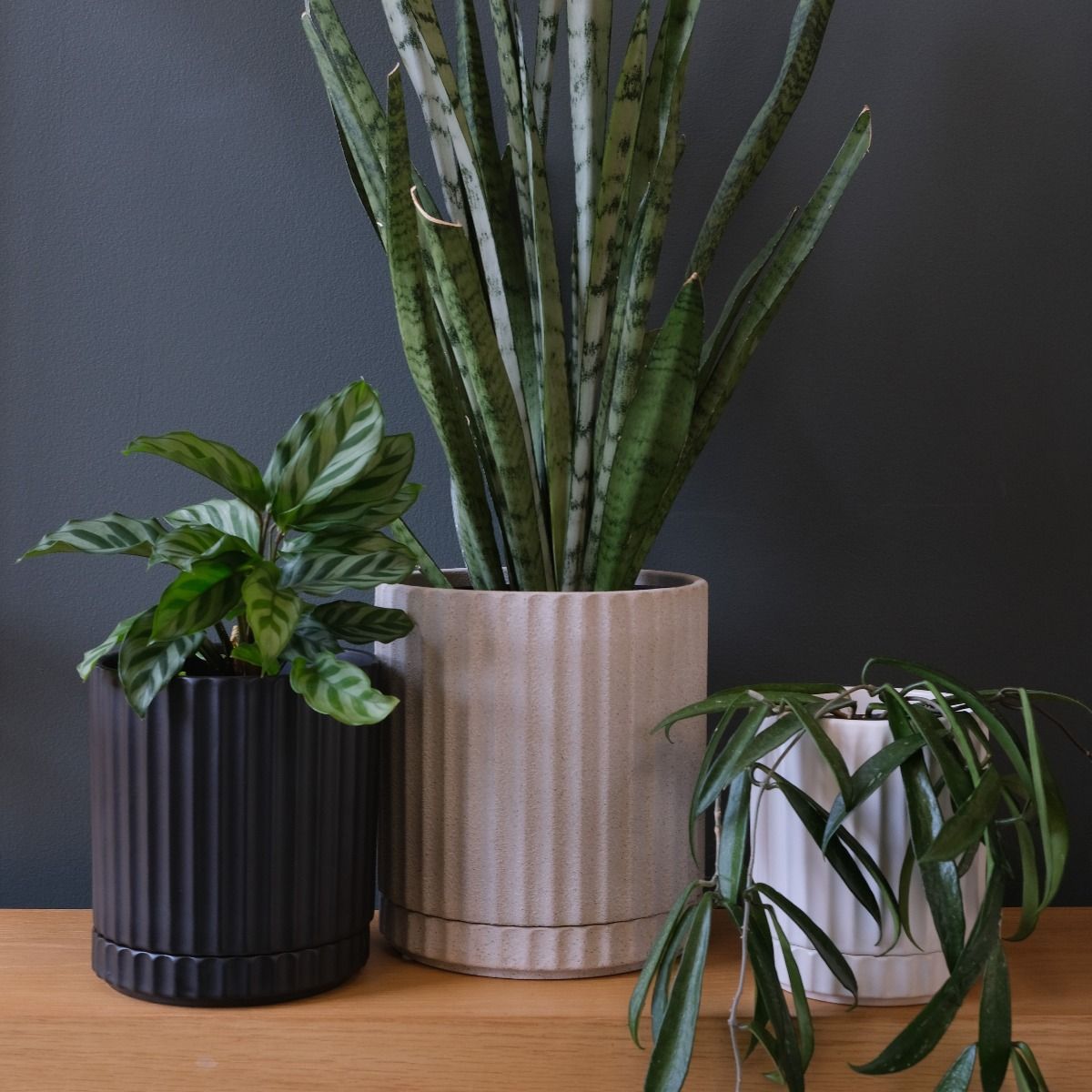 Potted - Small Athens Sand - Planter
