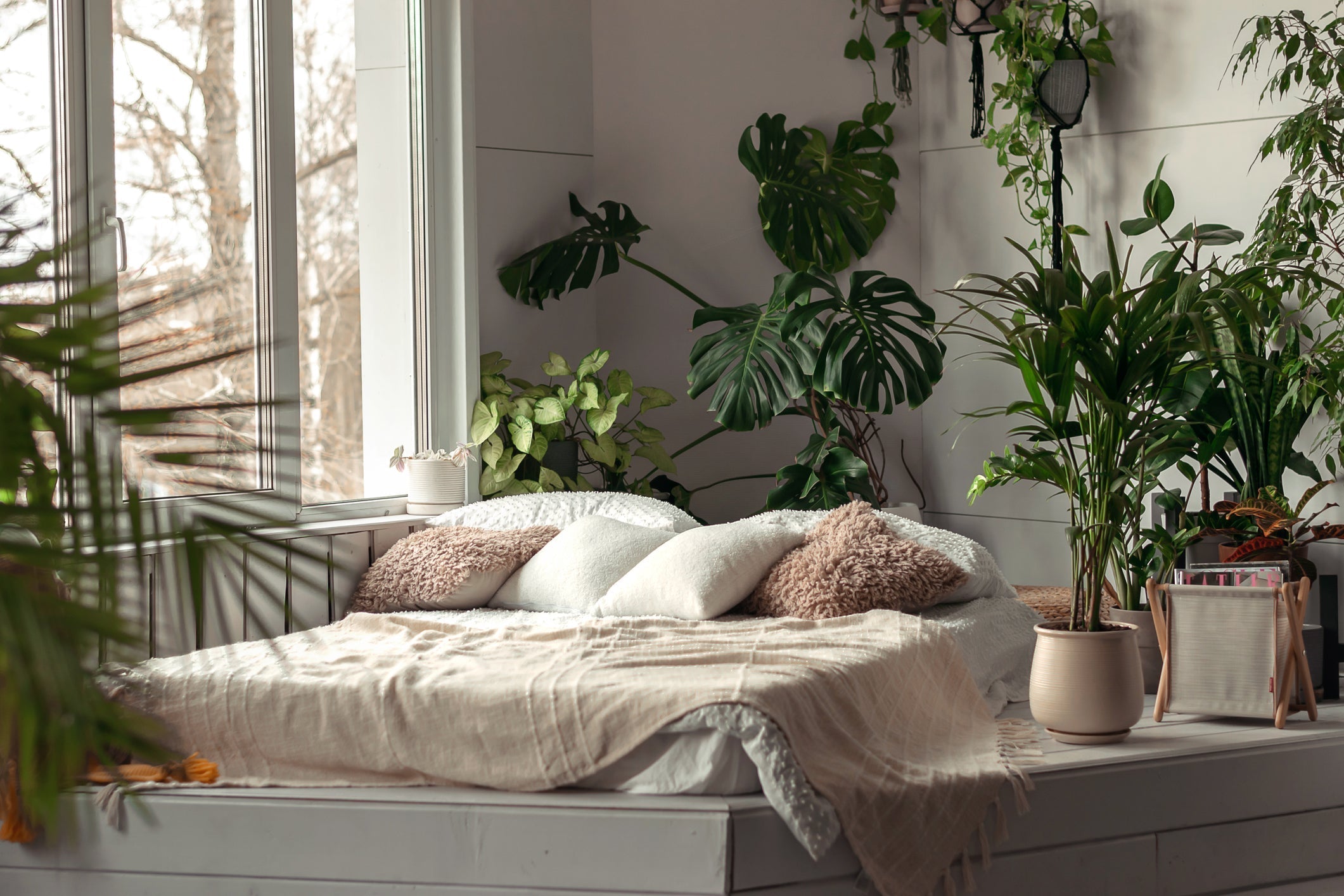 Plant Runner - Plant - Parent Essentials