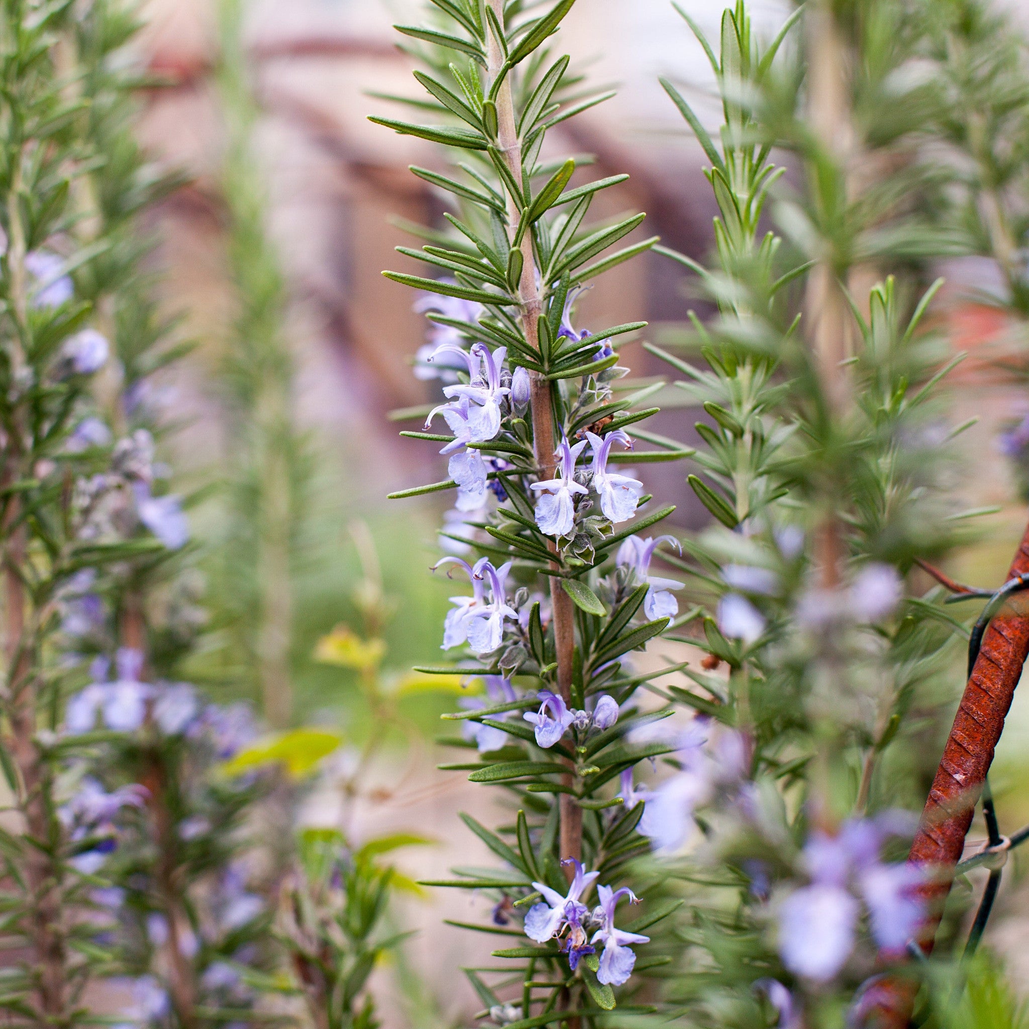 Rosemary 'Rosy' in flower, upright needle-like foliage with pale blue blooms