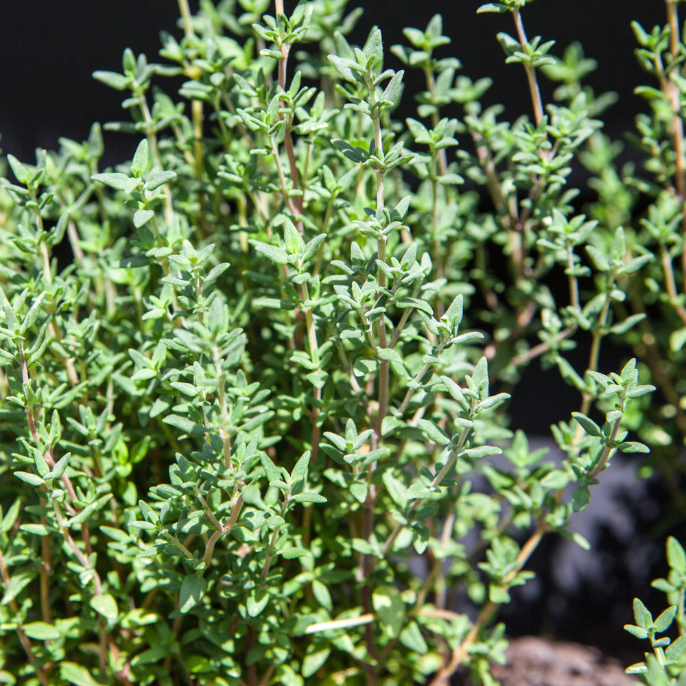 The Little Veggie Patch Co - Thyme Summer Heirloom - Seeds