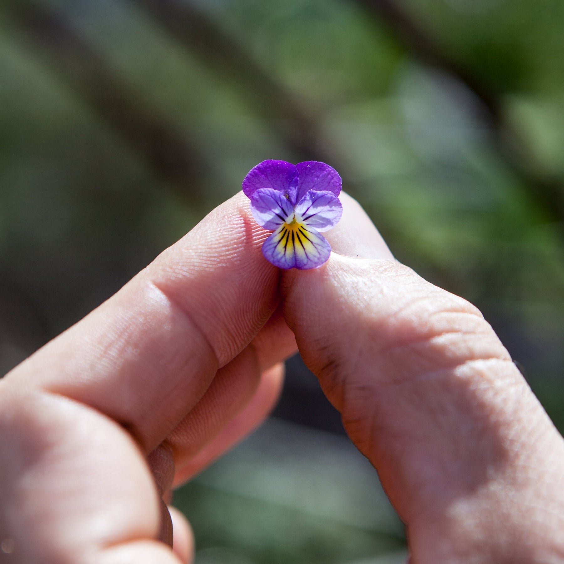 The Little Veggie Co - Viola Johnny Jump-up Heirloom - Seeds