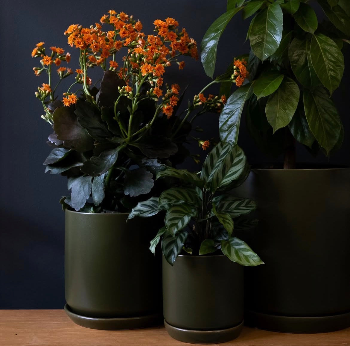 Plant Care