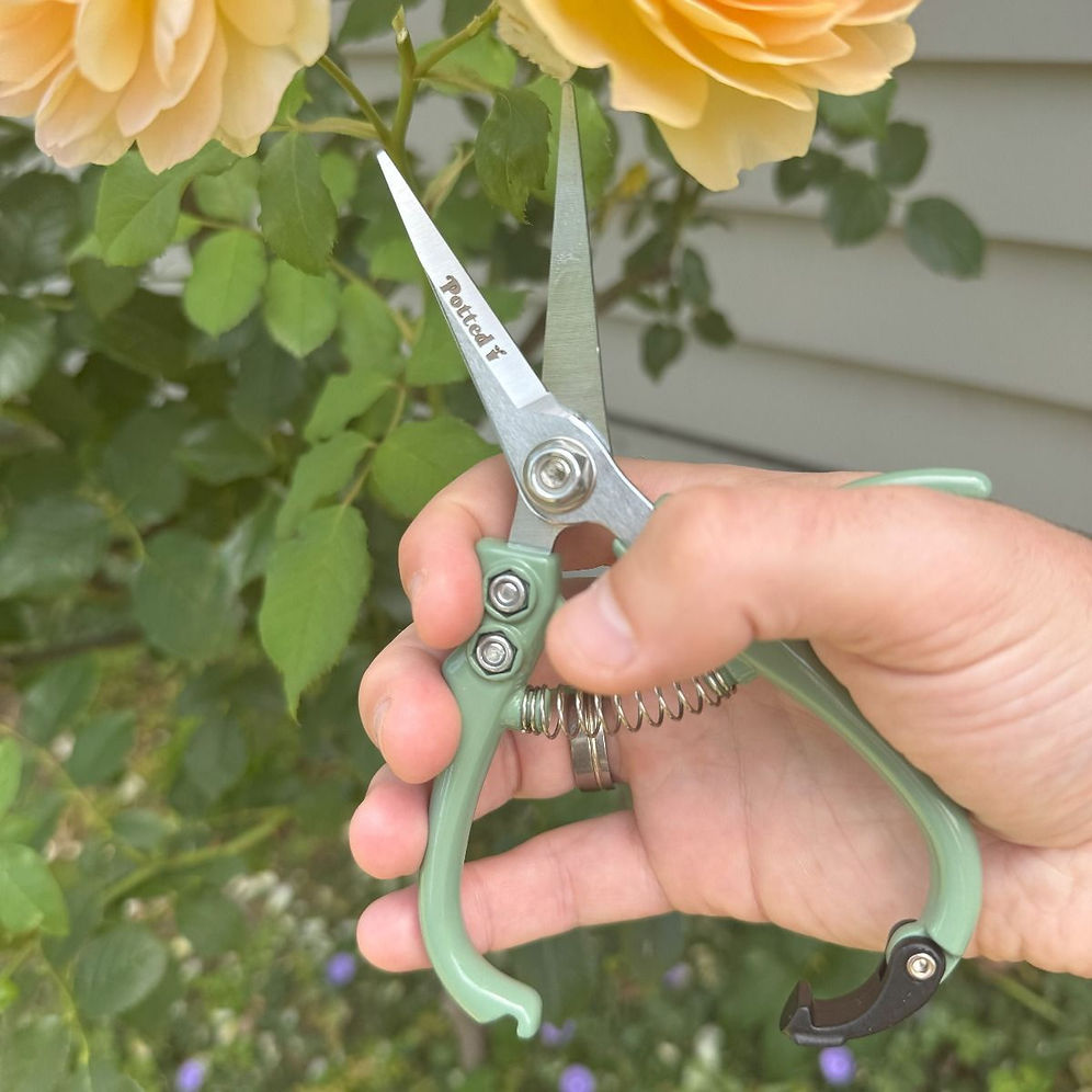 Potted - Indoor Eucalypt - Plant Snips