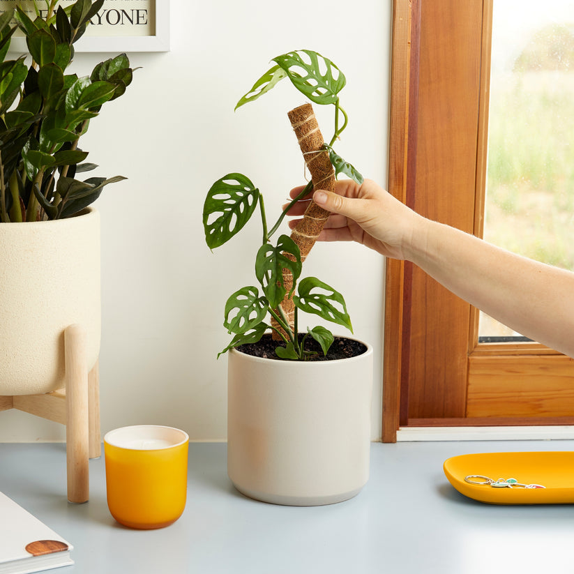 We The Wild - Coco Plant Climber - Plants