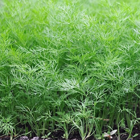 The Little Veggie Co - Dill Common Heirloom - Seeds