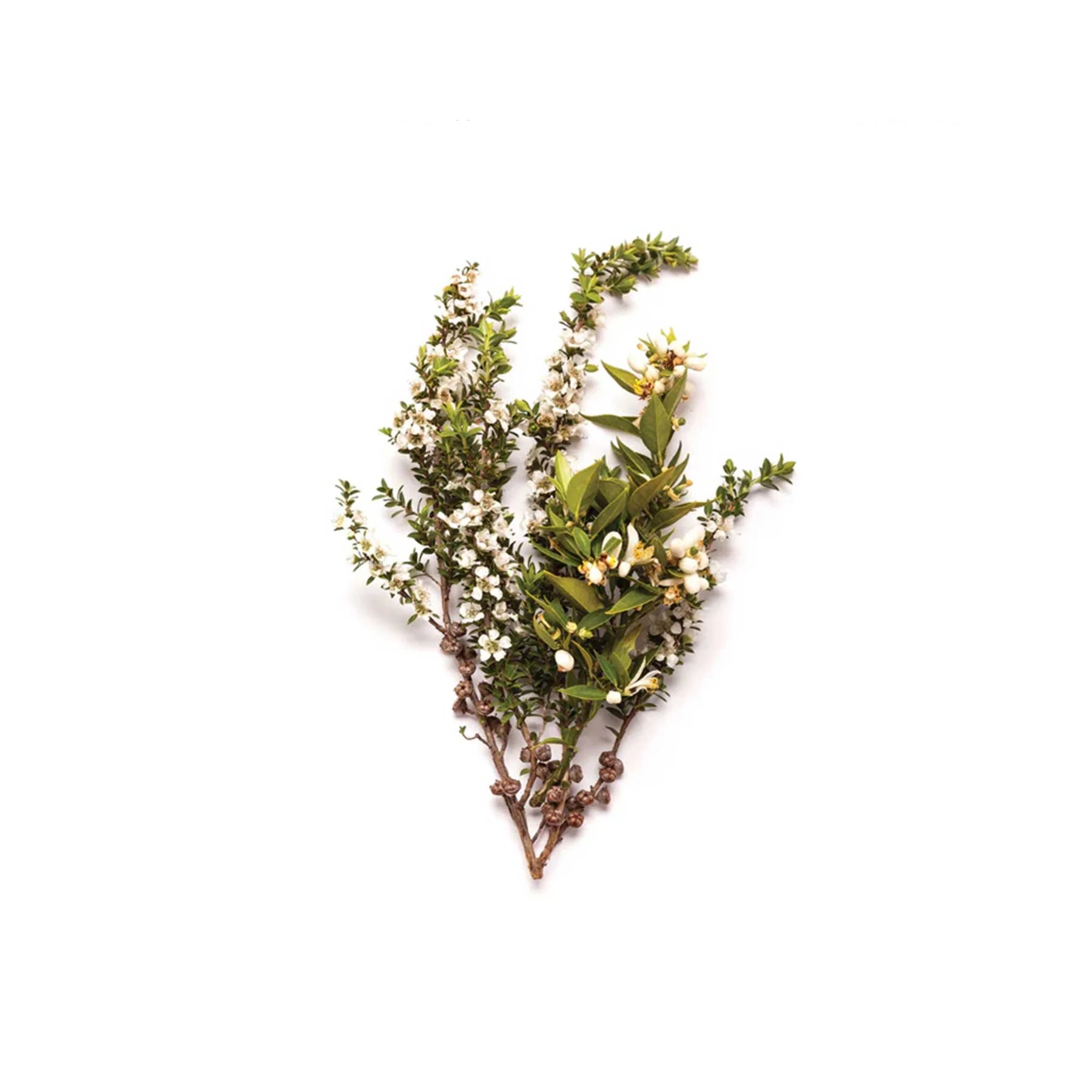 Bondi Wash Lemon tea tree & Mandarin - Floor Wash