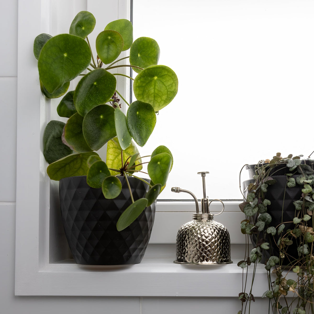 Plant Runner - Nickel Heirloom - Mister
