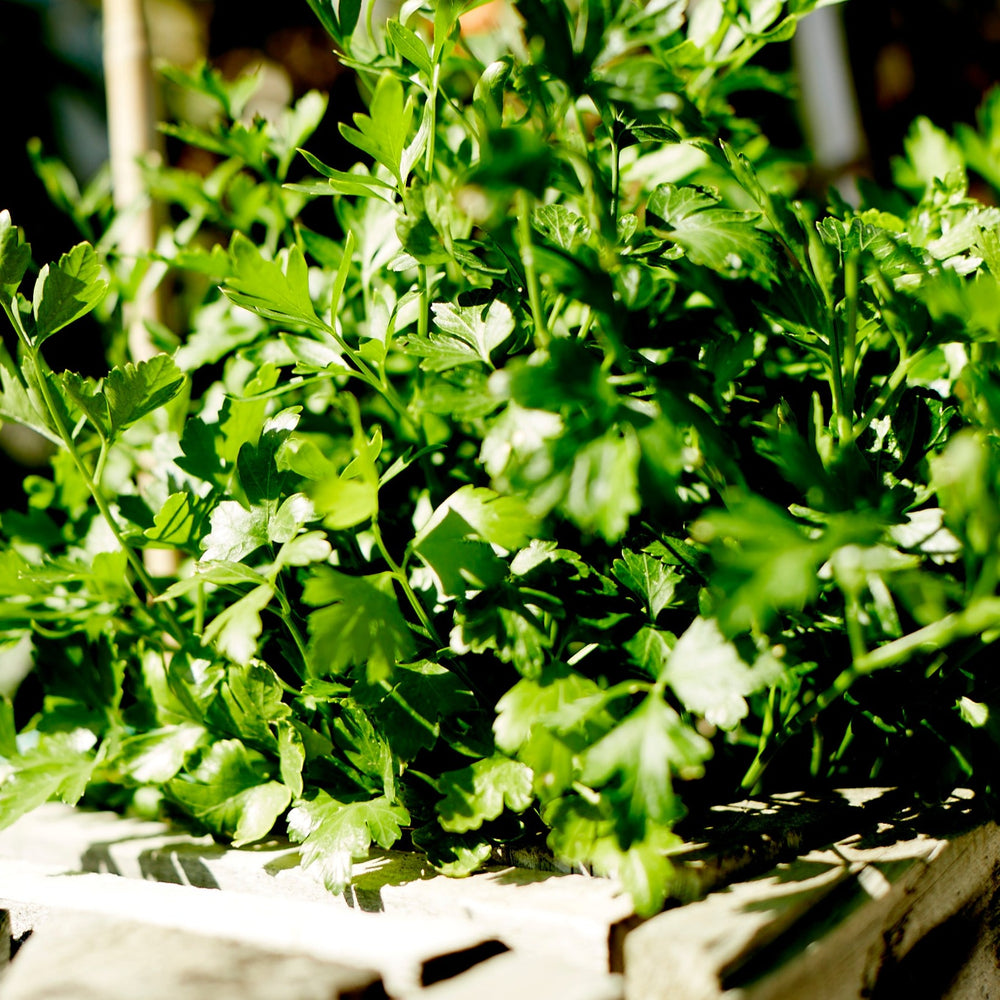 The Little Veggie Patch Co - Parsley Italian Heirloom - Seeds