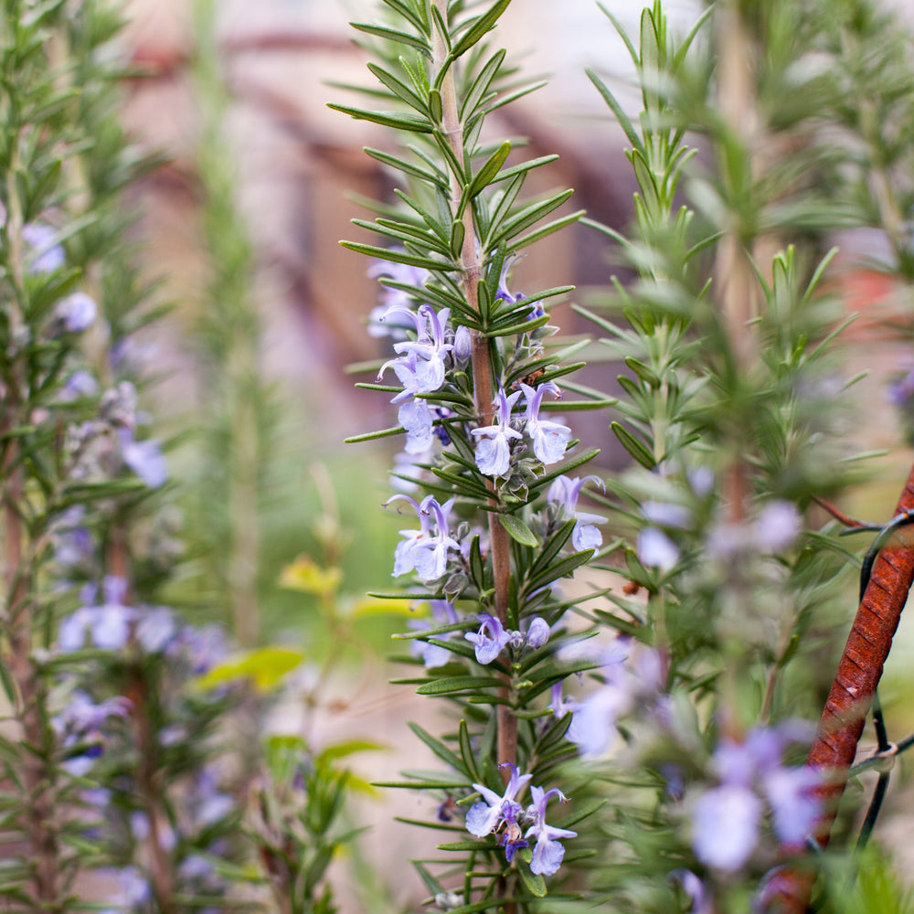 The Little Veggie Co - Rosemary Rosy Heirloom - Seeds