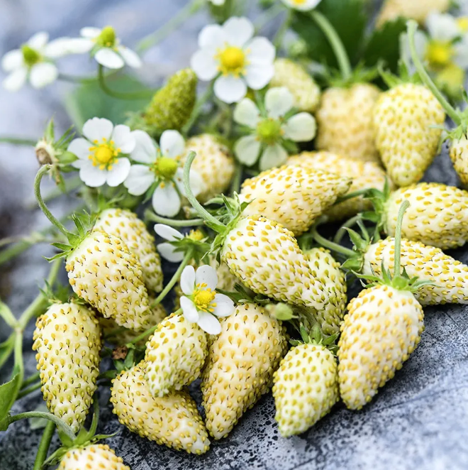 The Little Veggie Co- Strawberry White Soul Heirloom - Seeds