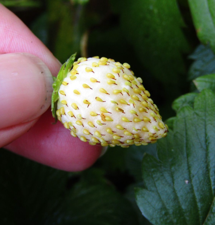 The Little Veggie Co- Strawberry White Soul Heirloom - Seeds