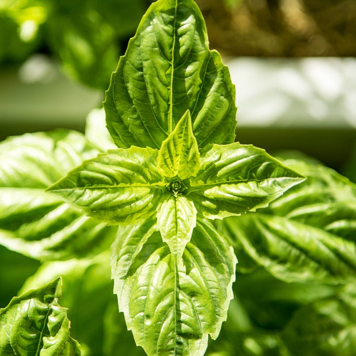 The Little Veggie Patch Co - Basil Large Sweet Genova Heirloom - Seeds
