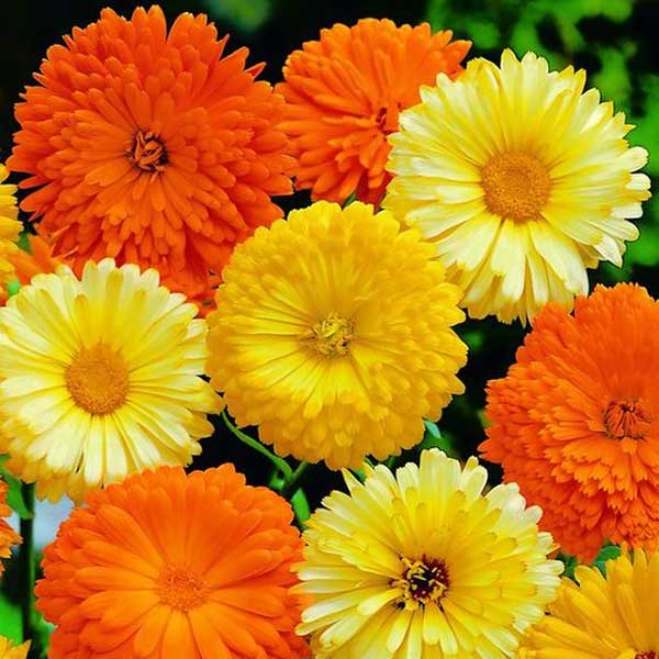 The Little Veggie Patch Co - Calendula Princess Mix Heirloom - Seeds