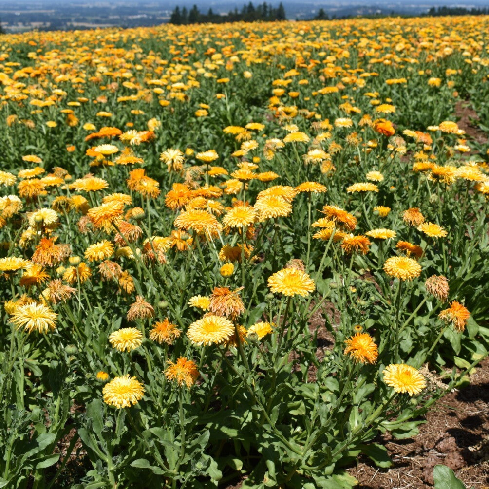 The Little Veggie Patch Co - Calendula Princess Mix Heirloom - Seeds