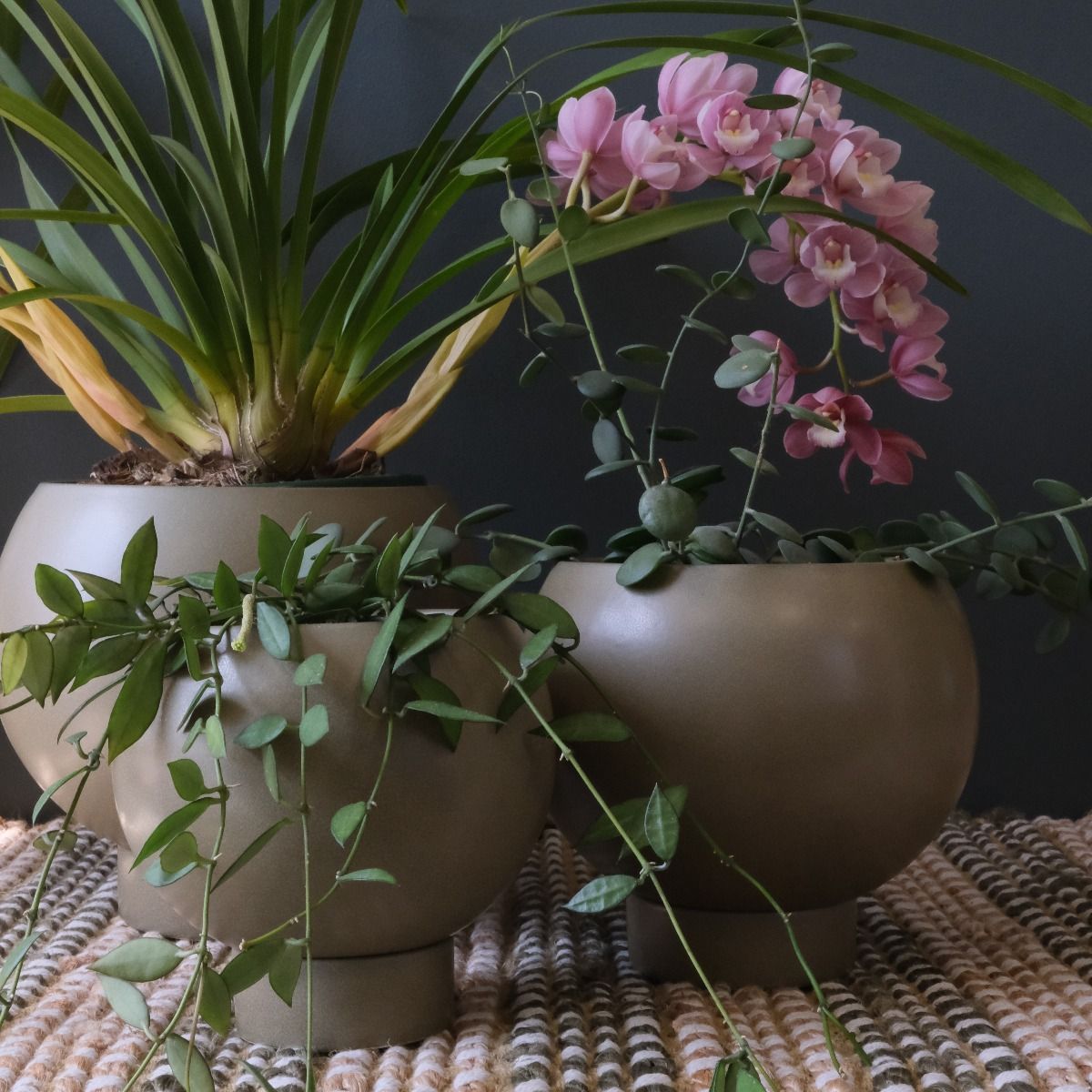 Potted - Medium Jade Orbit - Plant Pot