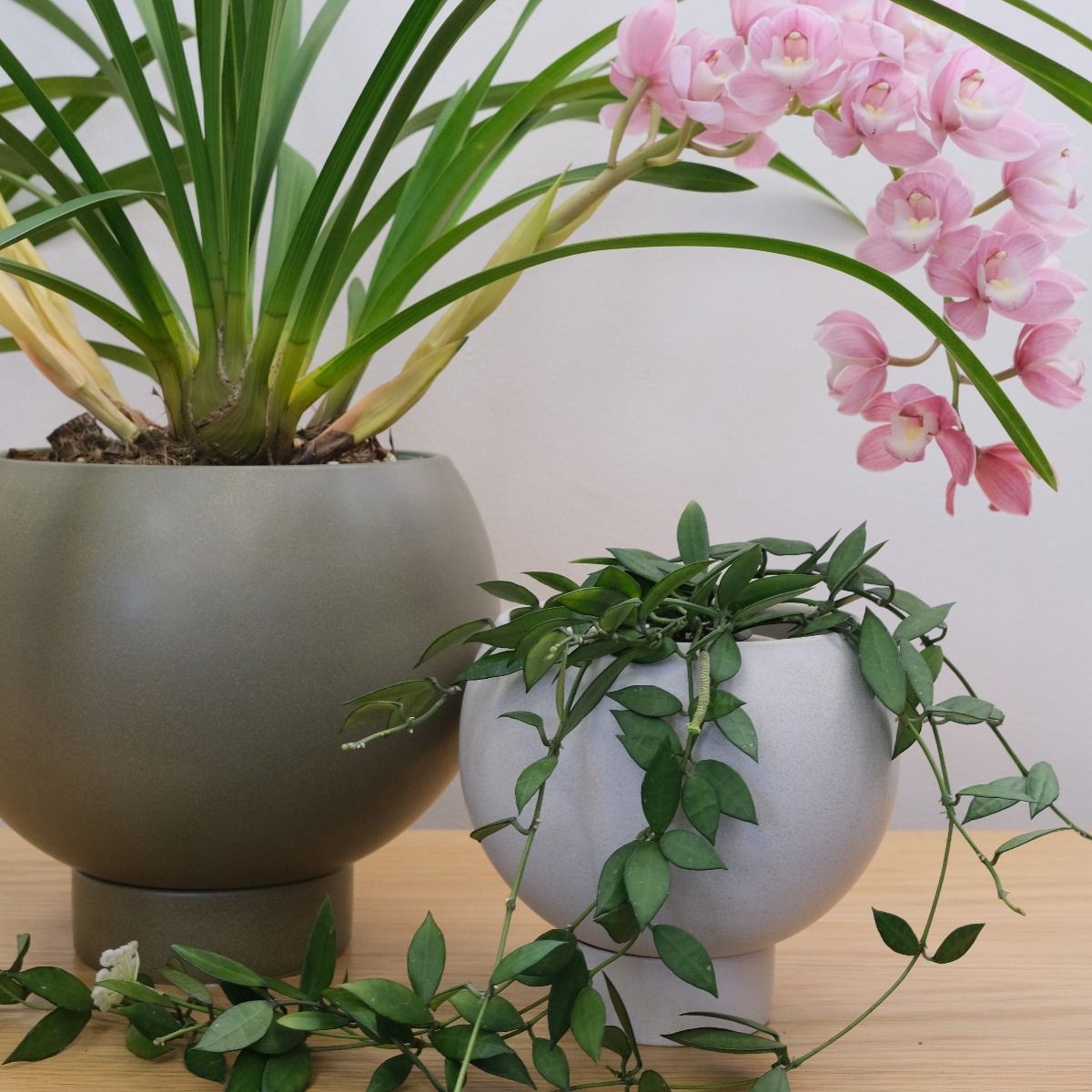 Potted - Medium Jade Orbit - Plant Pot
