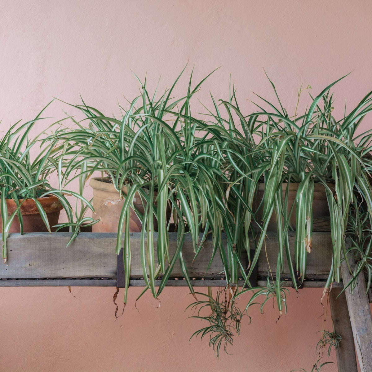 Houseplants styled in a bright living space