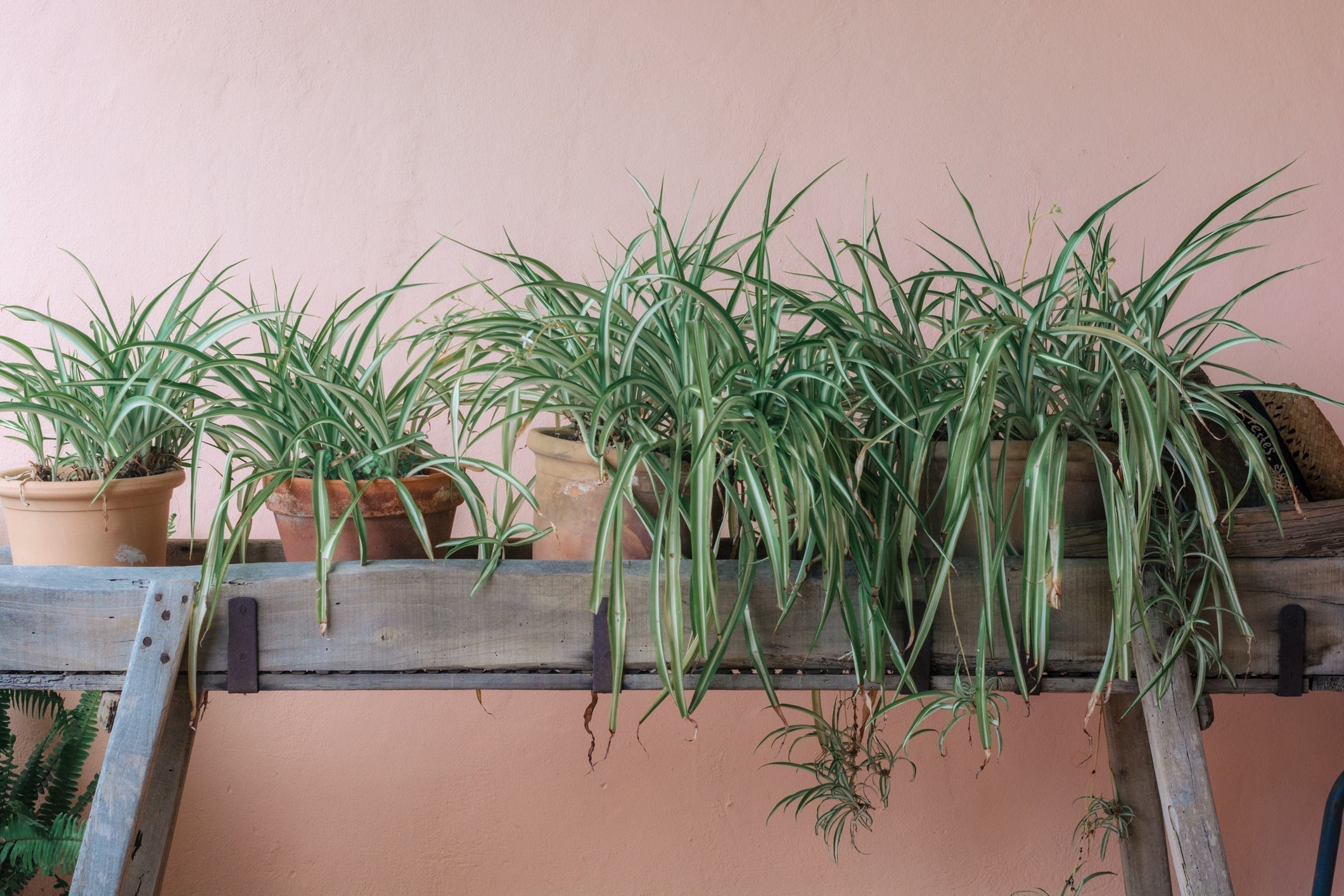 Plant Runner - Plant - Parent Essentials