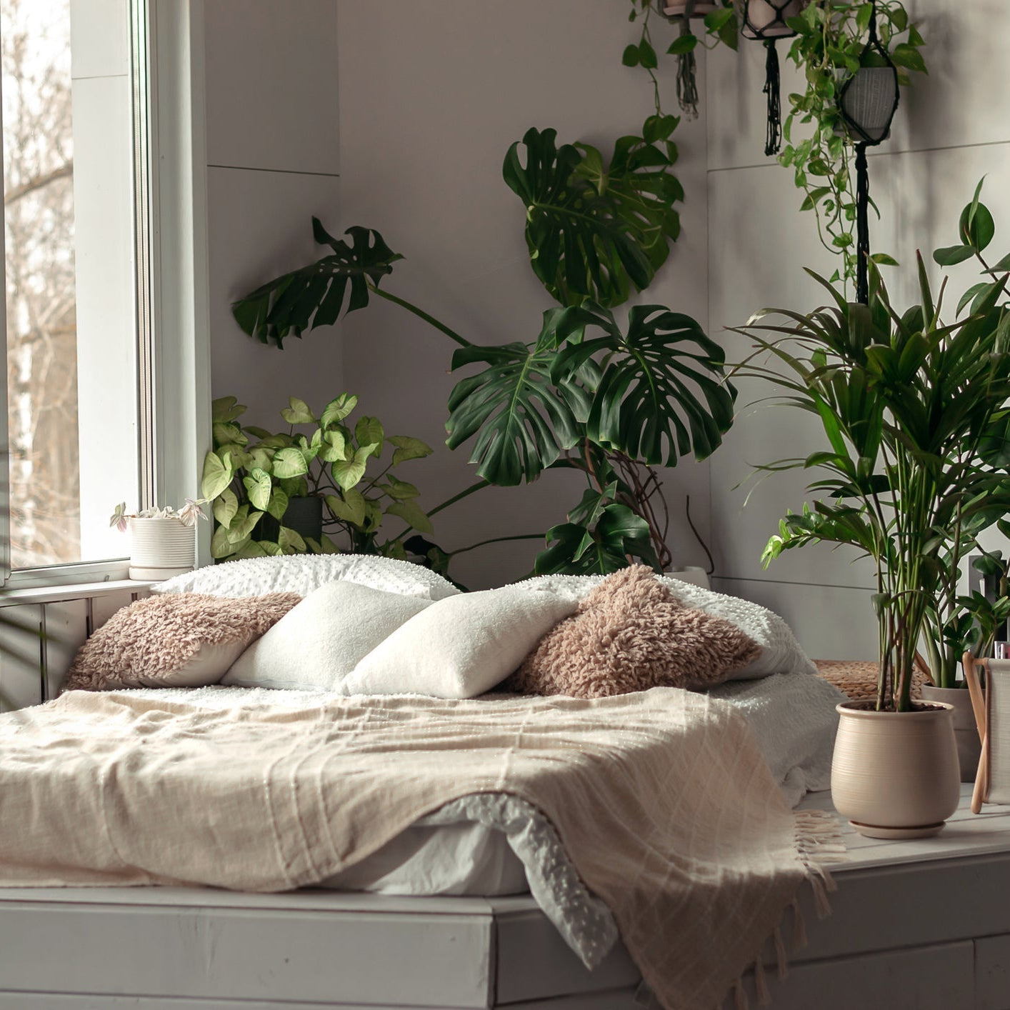 Plant Runner - Plant - Parent Essentials