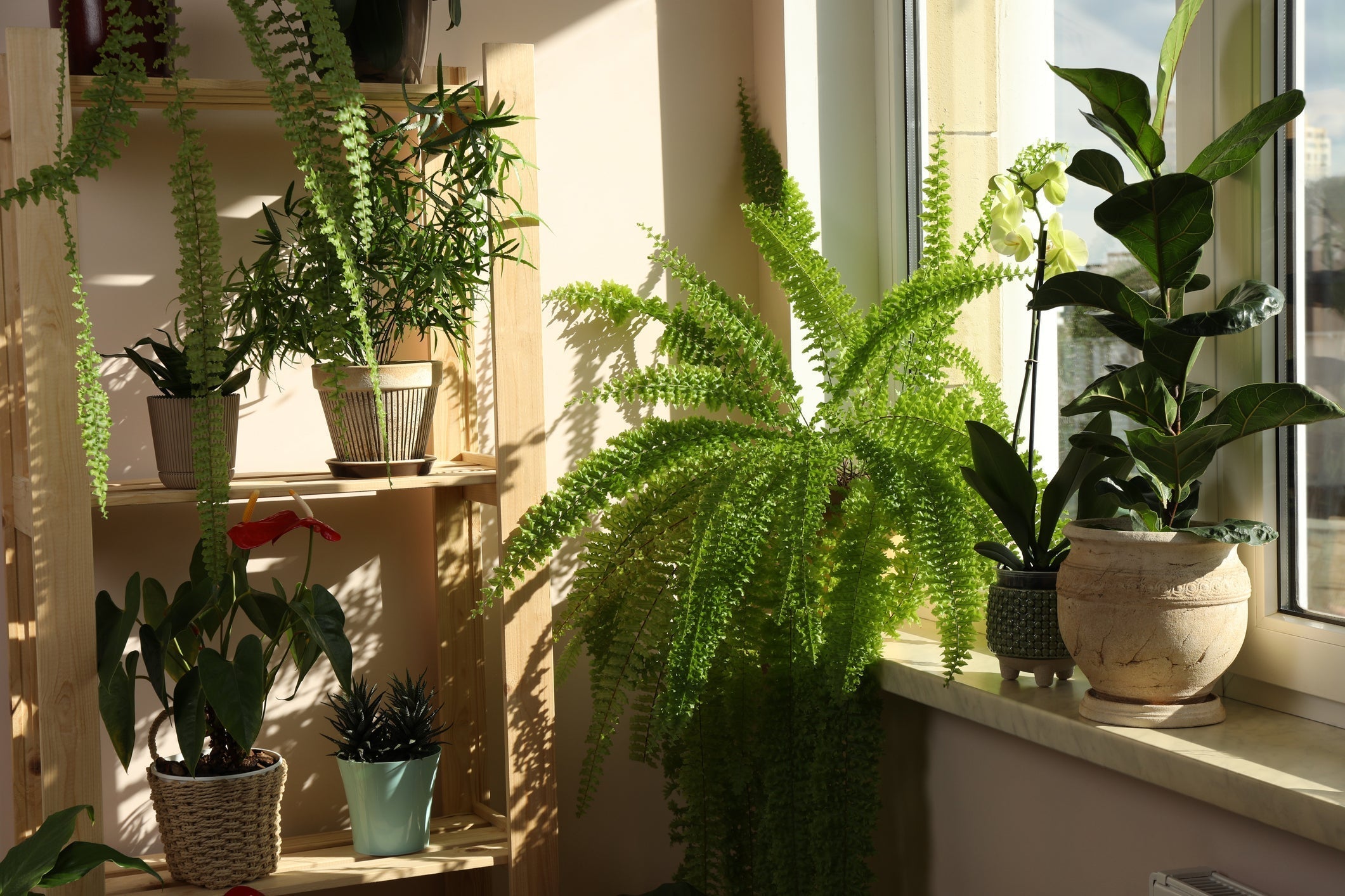 Plant Runner - Complete - Care Kit