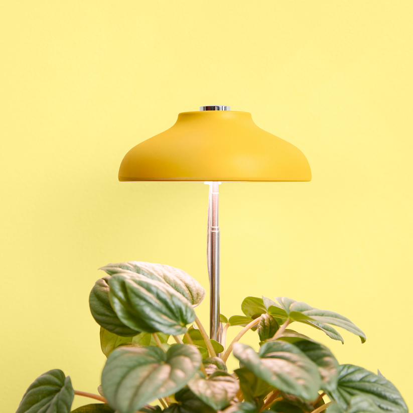 We The Wild - Instant Grow - Sun Lamp