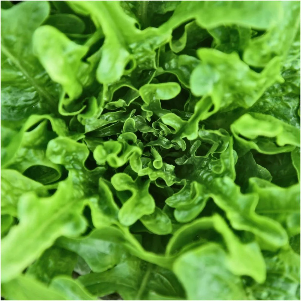 The Little Veggie Co - Lettuce Oakleaf Heirloom - Seeds