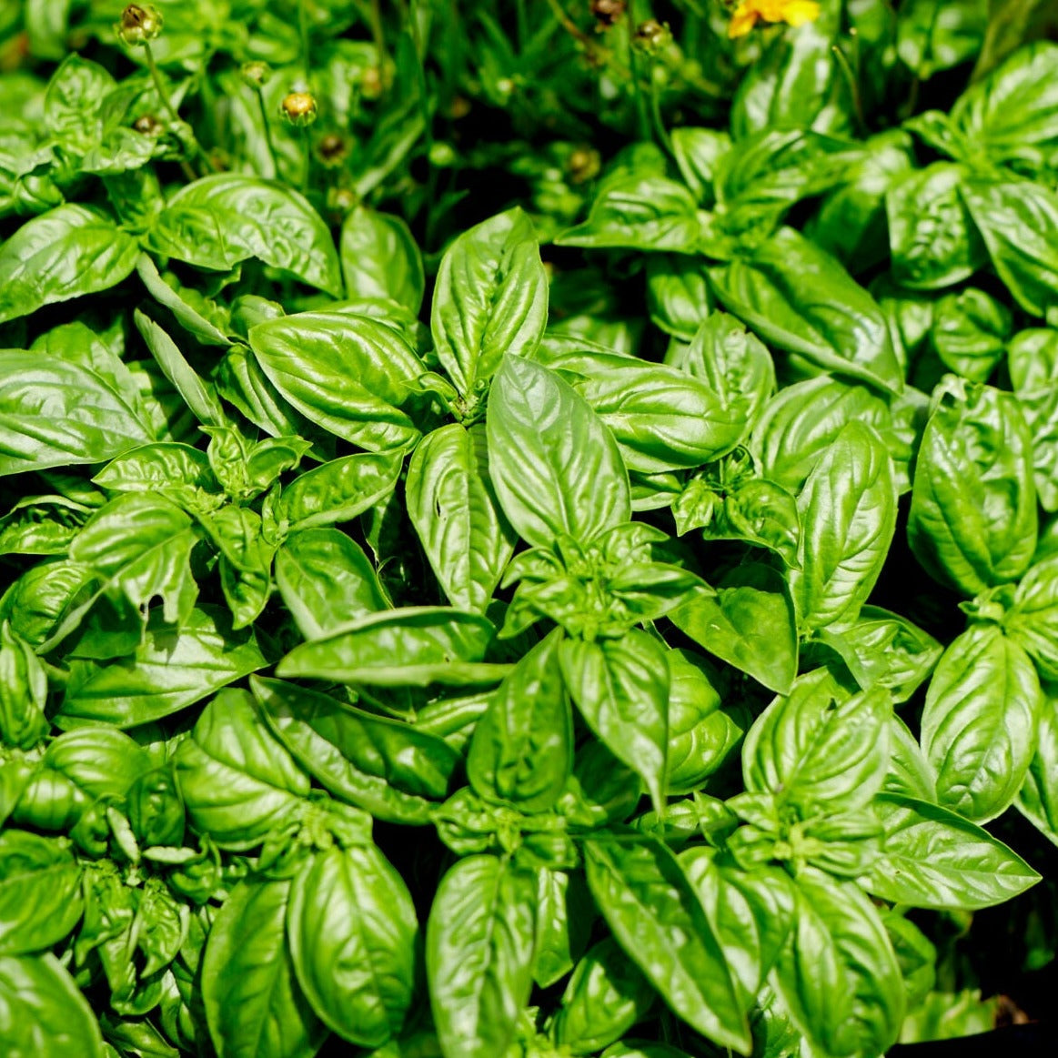 Large Sweet Genova basil growing in a garden bed, broad glossy leaves
