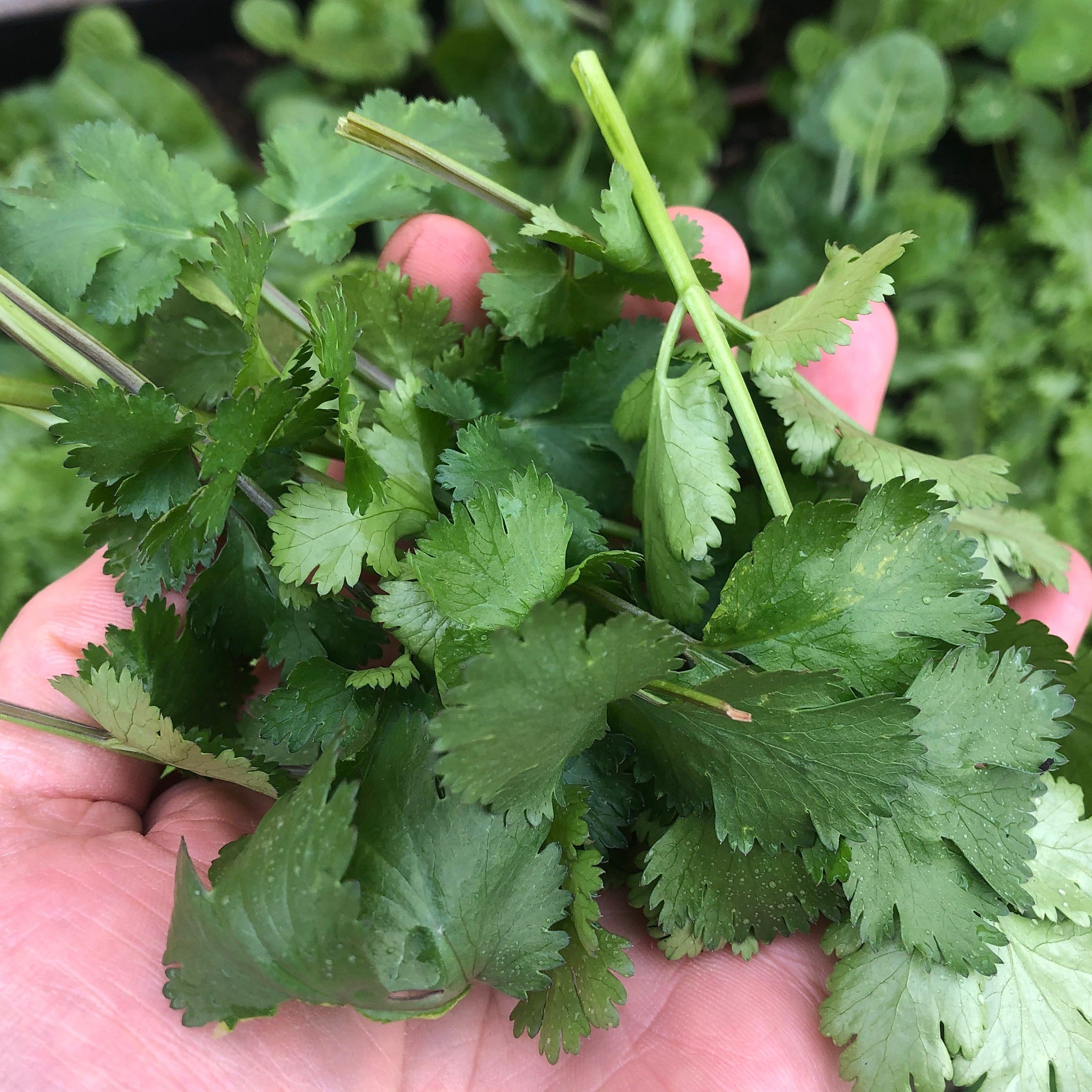 A handful of Eureka coriander picked straight from the patch