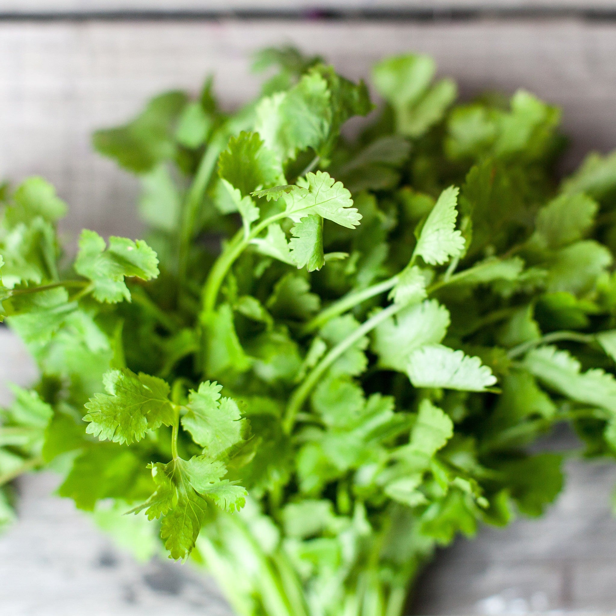 Freshly picked Eureka coriander, broad soft leaves on long stems
