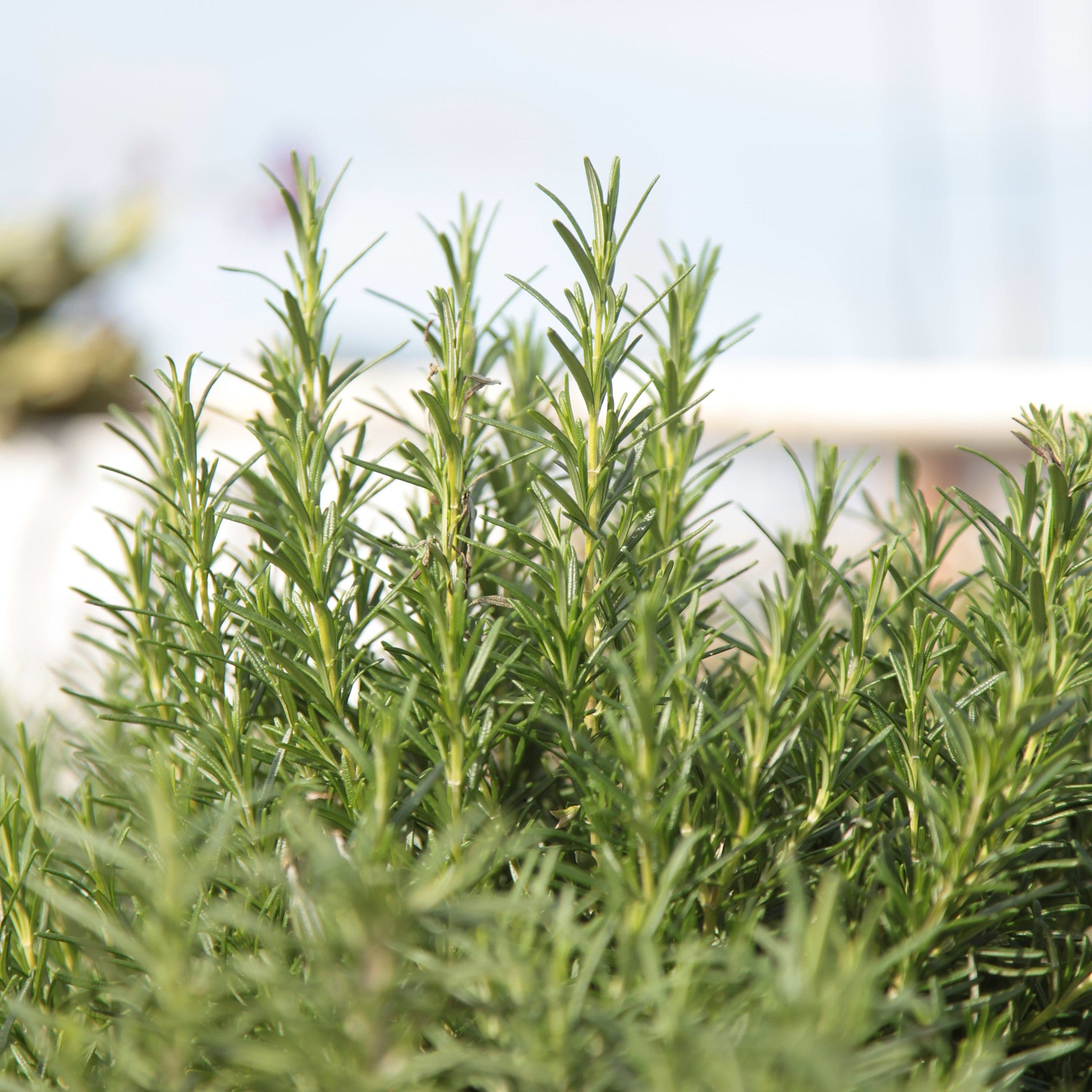 An established rosemary bush showing vigorous upright growth