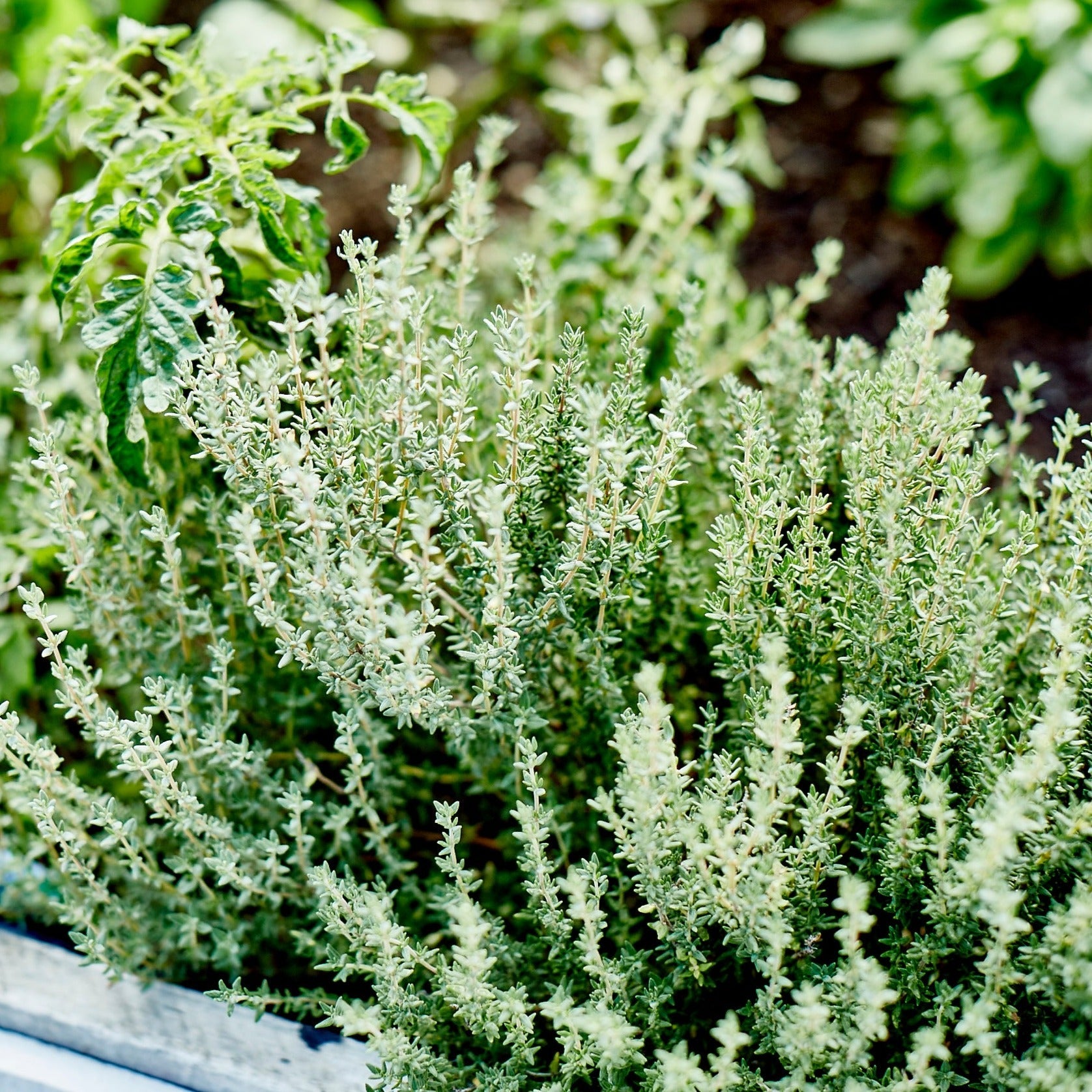 Summer thyme growing in a raised garden bed alongside other herbs