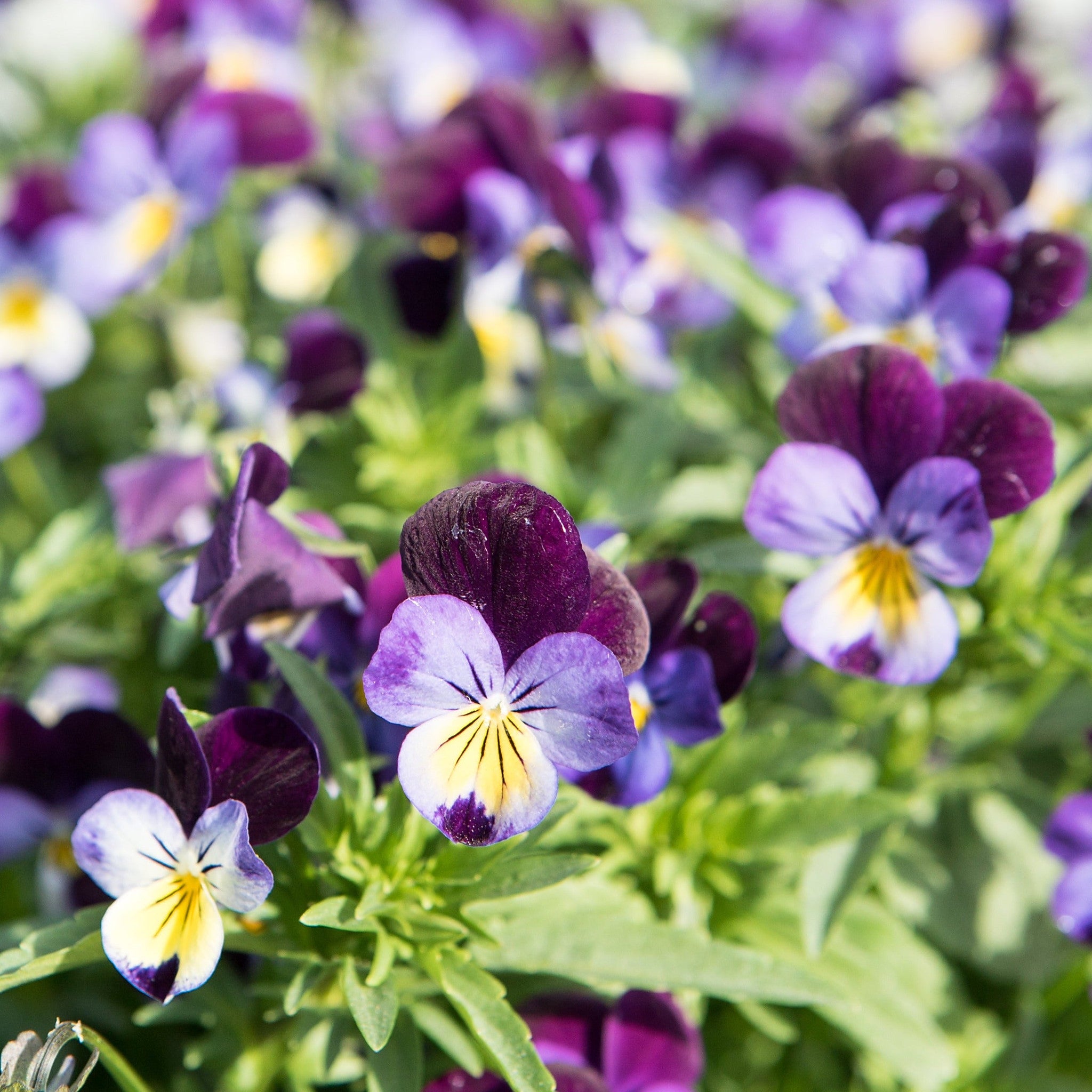 Johnny Jump Up violas in purple, yellow and white
