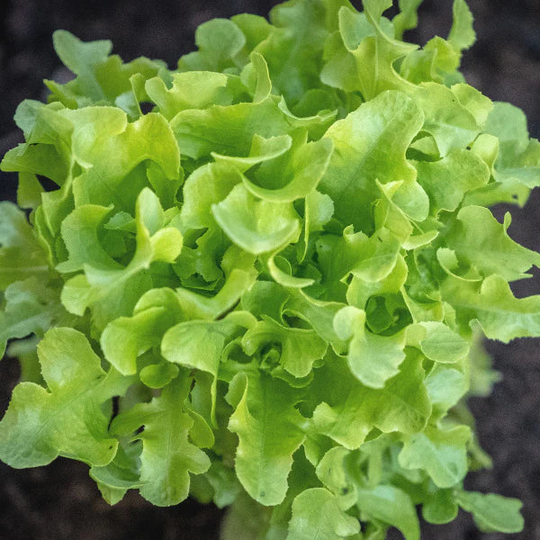 The Little Veggie Co - Lettuce Oakleaf Heirloom - Seeds