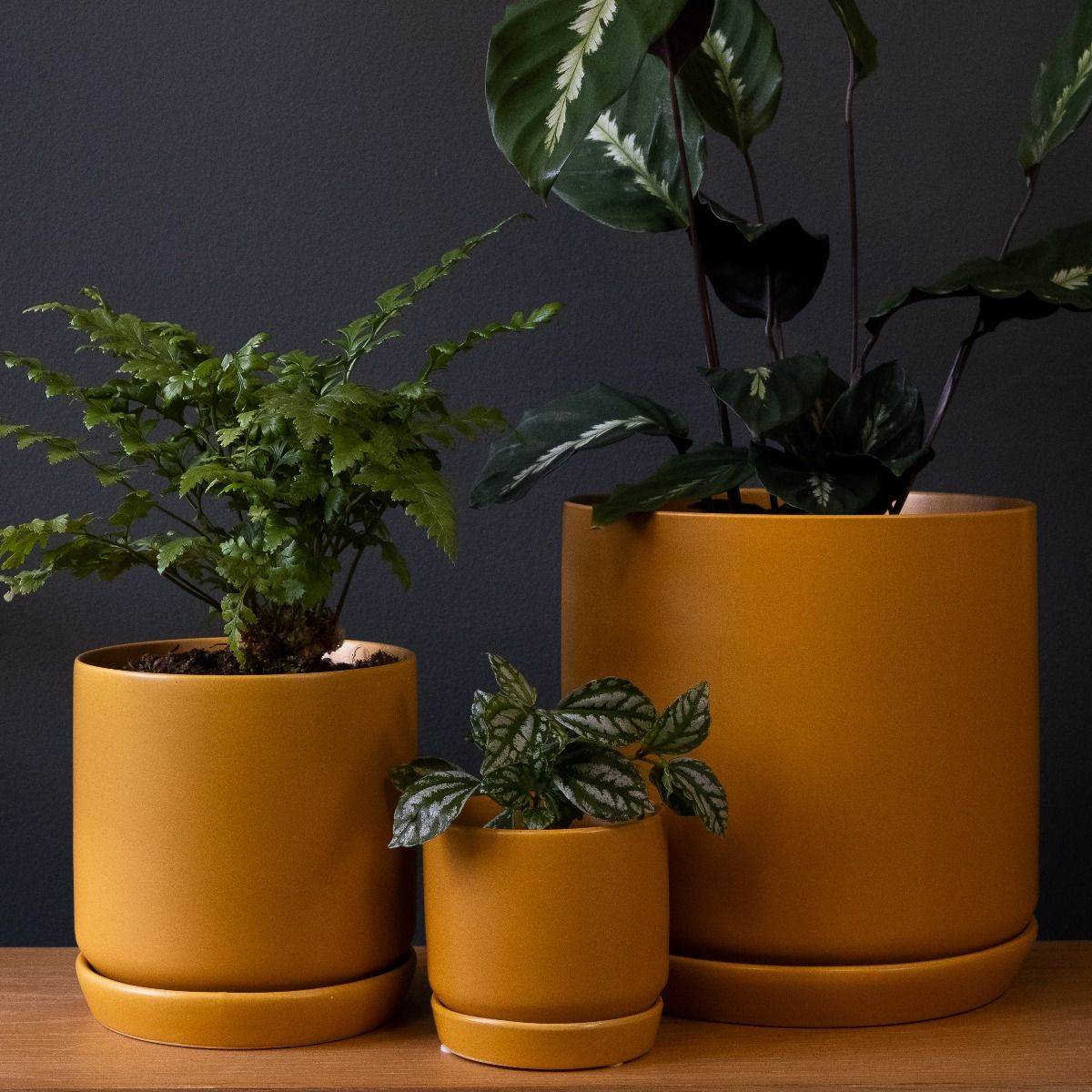 Potted - XL Oslo Tobacco - Planter