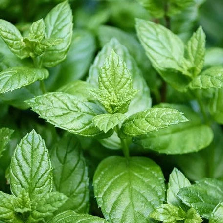 Peppermint foliage growing, showing the deep green aromatic leaves